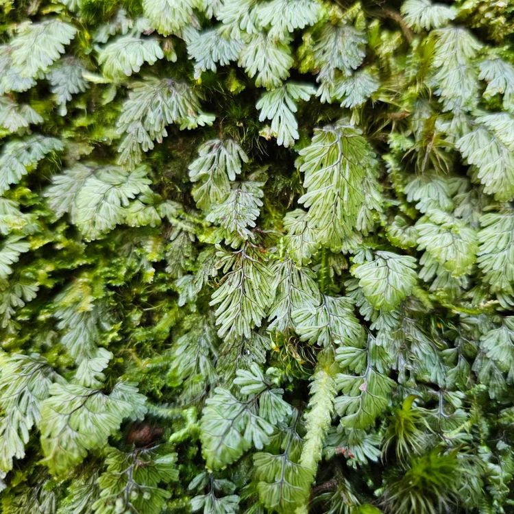 cover art for Derrière Chez Vous – Hymenophyllum tunbrigense