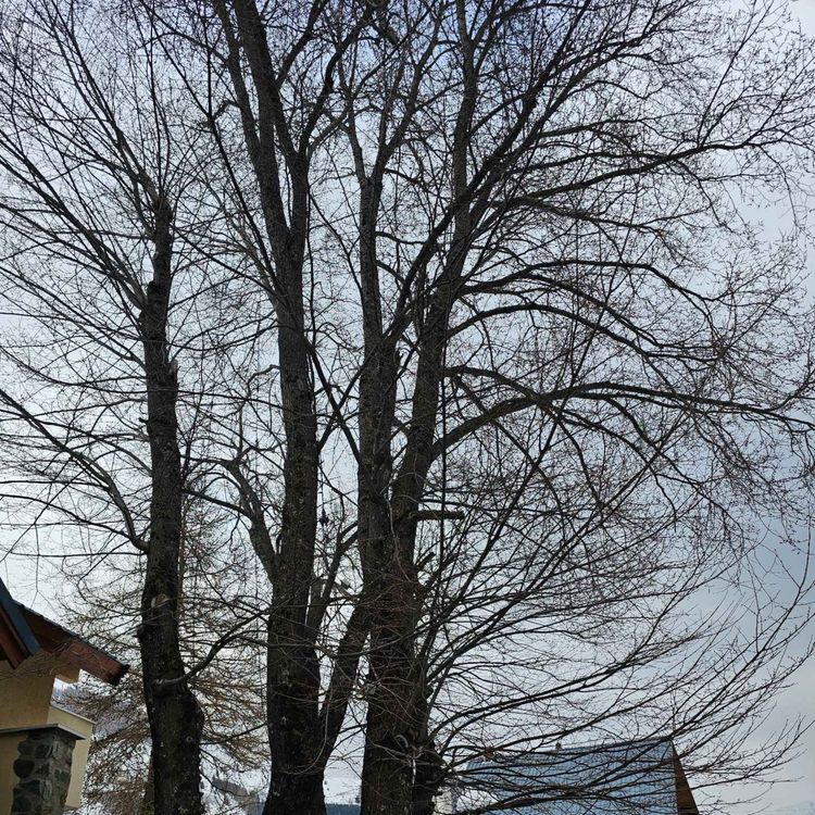 cover art for Derrière Chez Vous – L'Orme