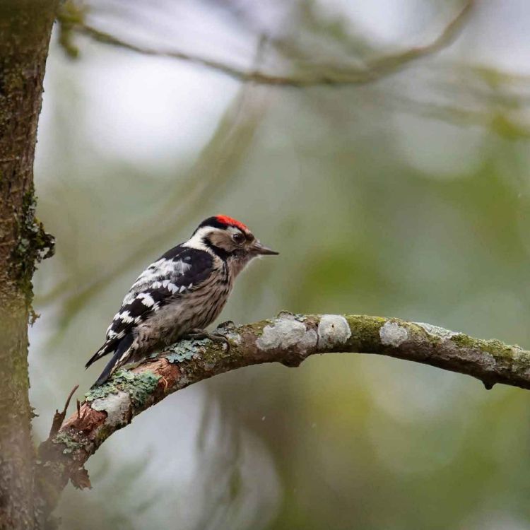 cover art for Derrière Chez Vous – Le Pic épeichette