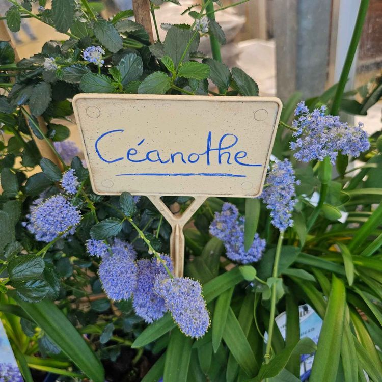 cover art for Derrière Chez Vous – Céanothe