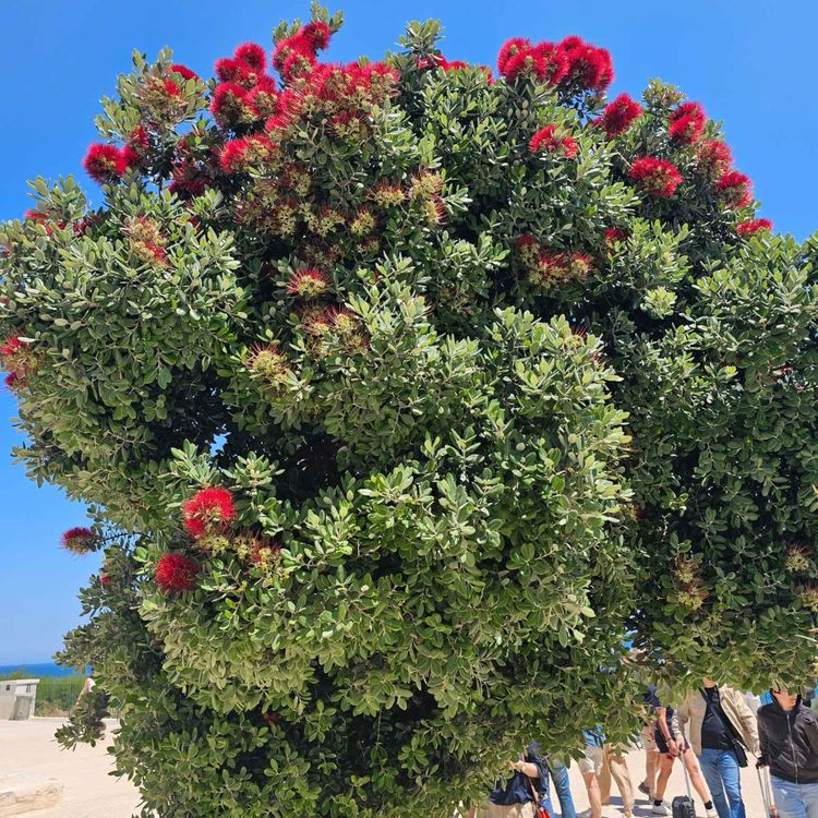 cover art for Derrière Chez Vous - Pohutukawa