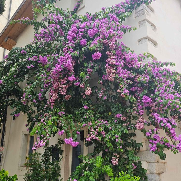 cover art for Derrière Chez Vous - Bougainvillier