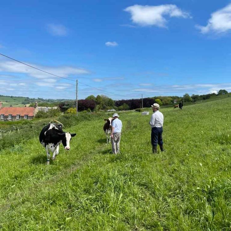 cover art for EPISODE ONE – DAIRY FARM LIFE