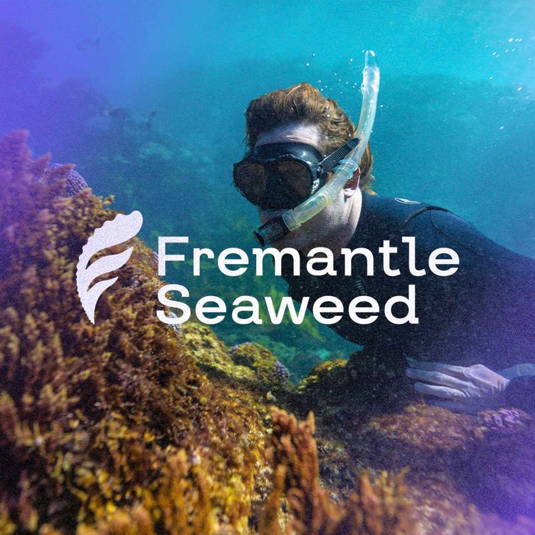 cover art for How Seaweed Could Decarbonise Cattle