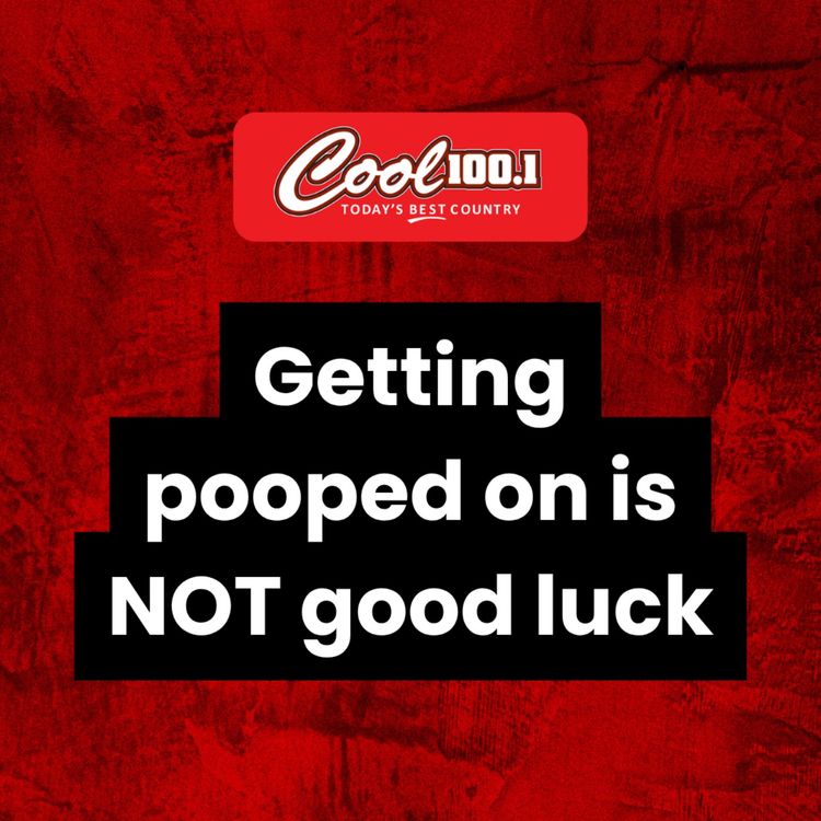 cover art for Getting pooped on is NOT good luck