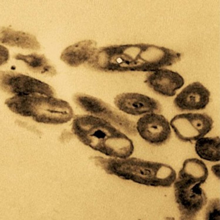 cover art for Anthropology of Oil