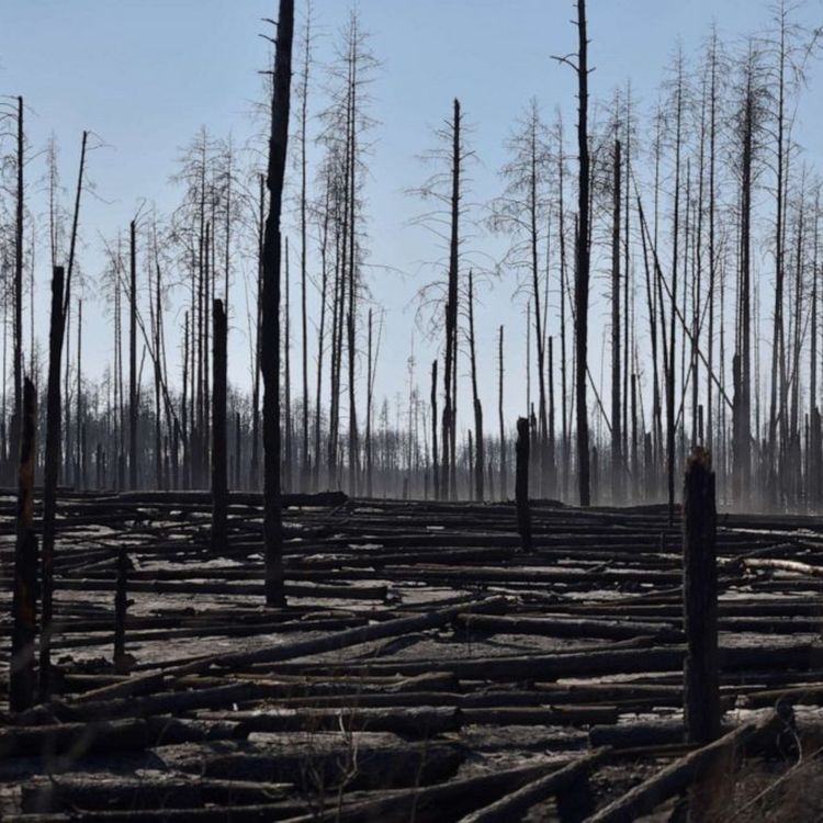 cover art for The Deforestation of Eastern Ukraine