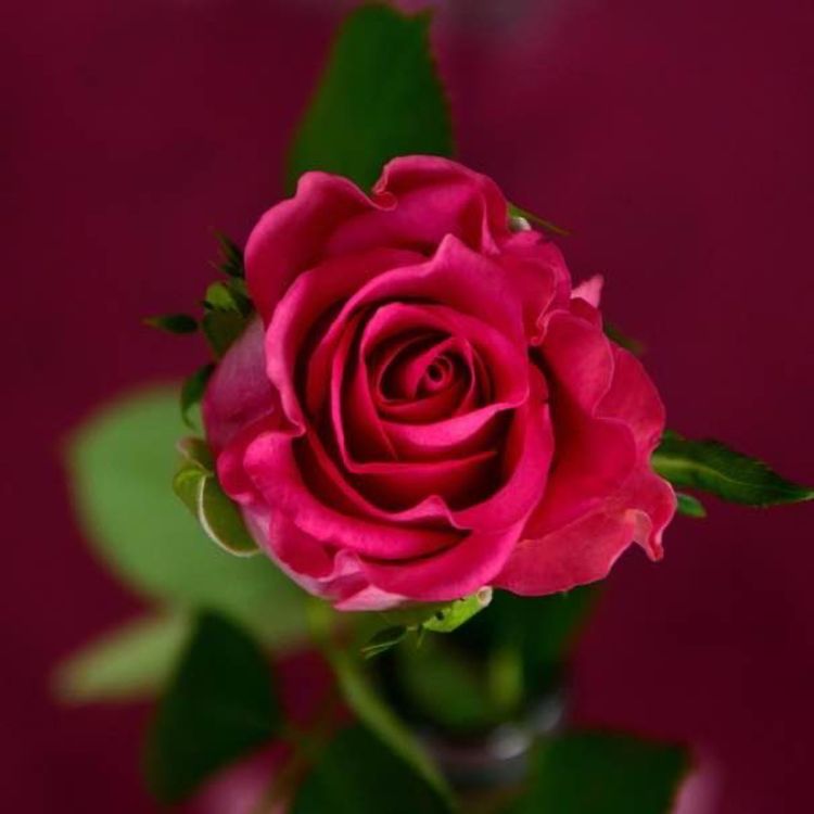 cover art for Livmoderns Visdom med Maria Gunhildsdotter