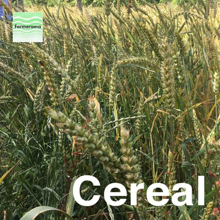 cover art for  Presenting 'Cereal', Episode 1: Flour, water, salt
