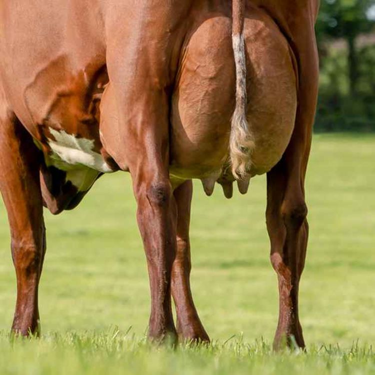 cover art for Melkepris og kvotetilpassing