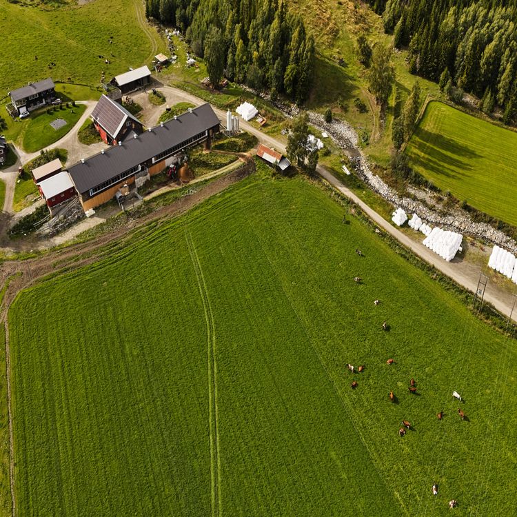 cover art for Sommerprat om slåtten