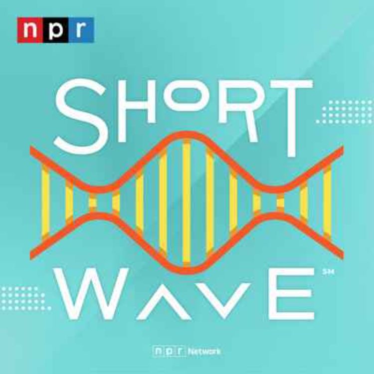 cover art for When AI Cannibalizes Its Data | NPR's Short Wave