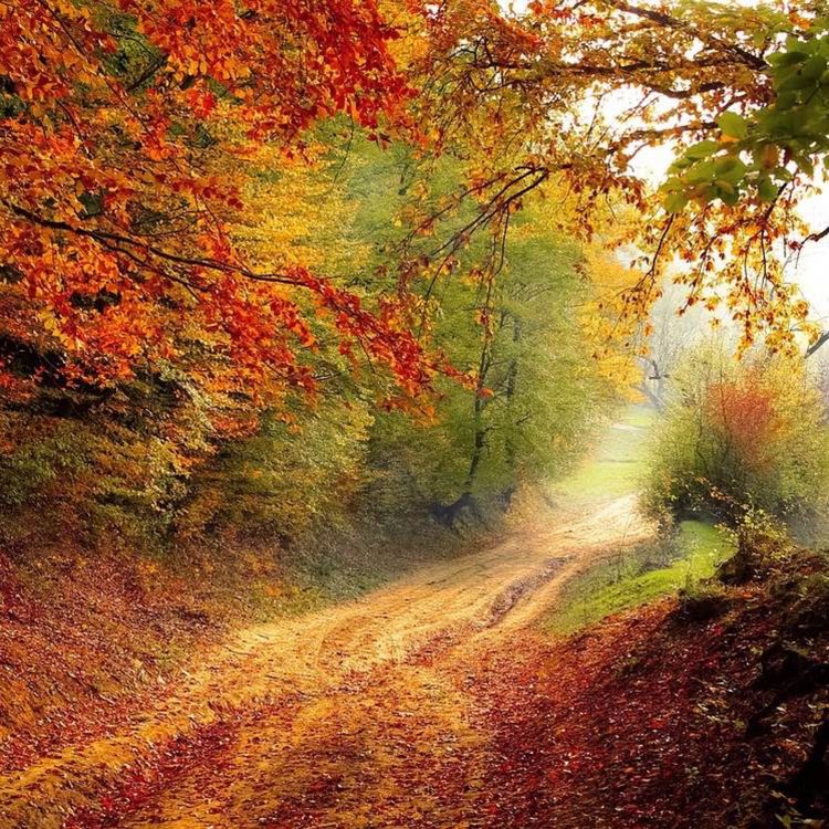 cover art for Der Oktober - Das Loslassen