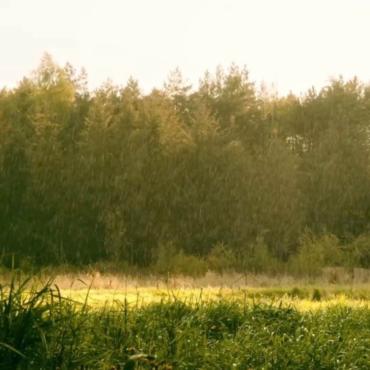 cover art for Das Loslassen