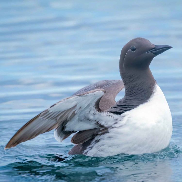 cover art for Common Murres