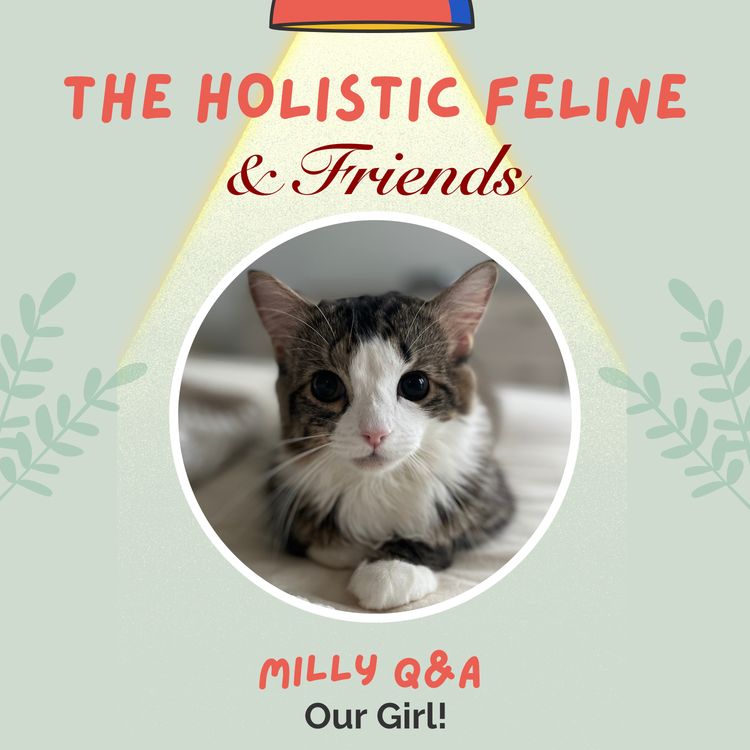 cover art for MILLY Q&A