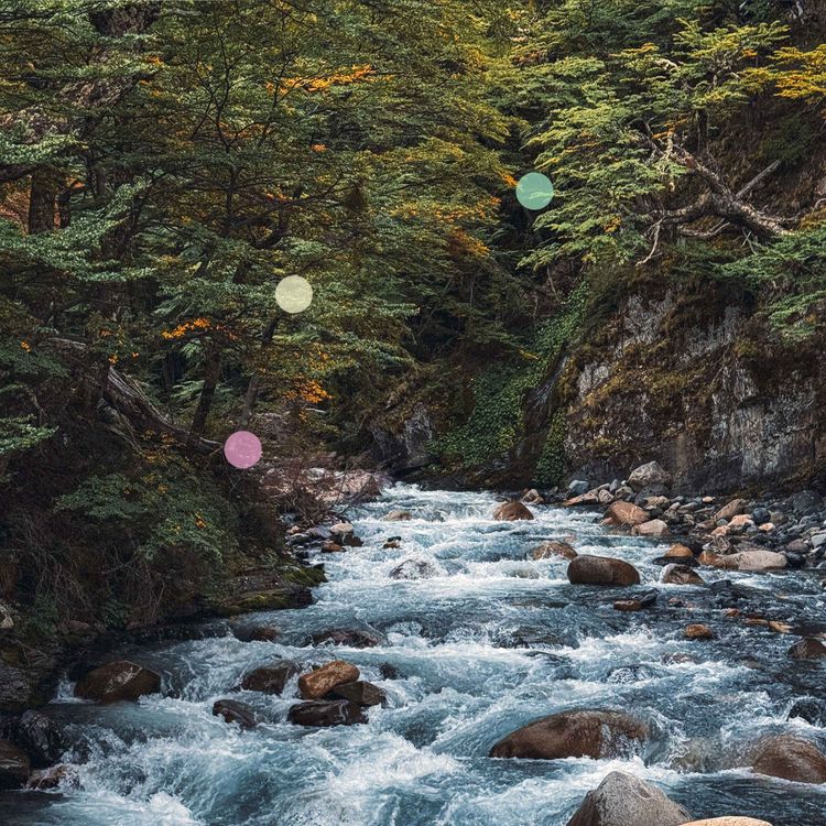 cover art for Fiume che scorre nella foresta della Patagonia