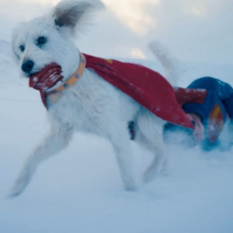cover art for Adorable Video Shows James Gunn’s Dog Losing It Watching Krypto the Superdog in SUPERMAN