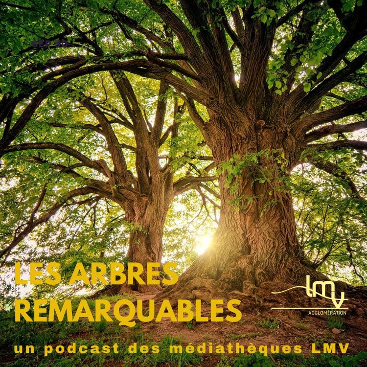 cover art for L'Eucalyptus arc-en-ciel, un arbre remarquable !