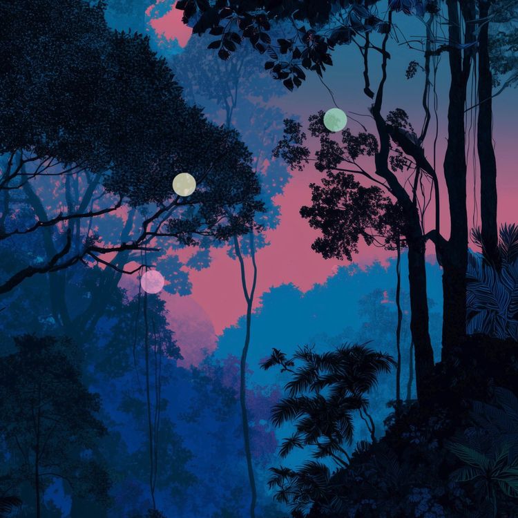 cover art for Rainforest Dusk | Distant Waterfall and Canopy Life