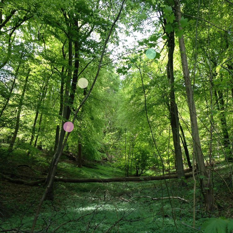 cover art for A Forest Clearing in Early Summer