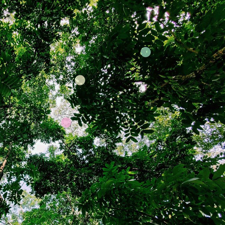 cover art for Rainforest Cicadas in Lembang, West Java