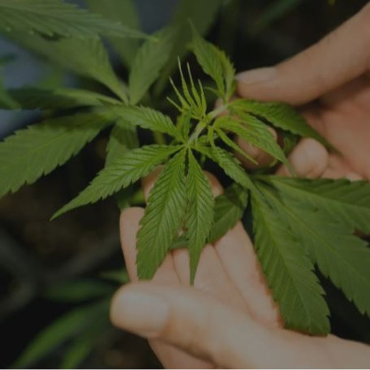 cover art for Marc-Boris St-Maurice : Légalisation du cannabis...le Québec est beaucoup trop frileux!