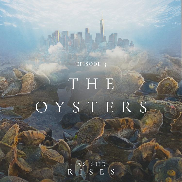 cover art for The Oysters