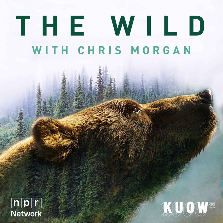 cover art for Recommended Listen: THE WILD with Chris Morgan