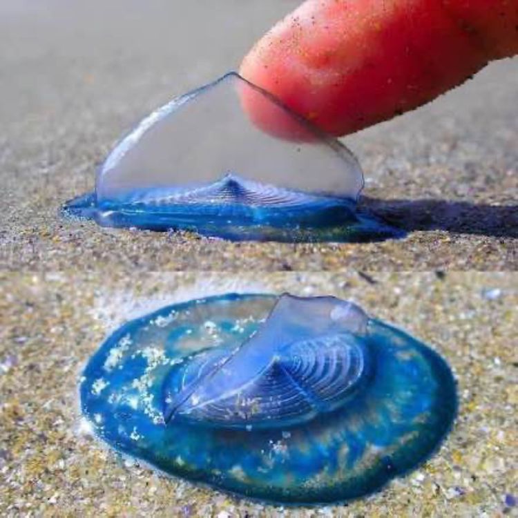 cover art for  VELELLA VELELLA **NEW XCELLENT WORLD PODCAST**