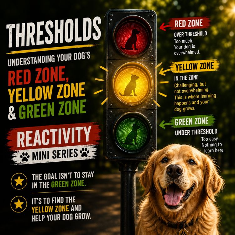 cover art for Thresholds Explained: How Close Is Too Close for Your Reactive Dog?