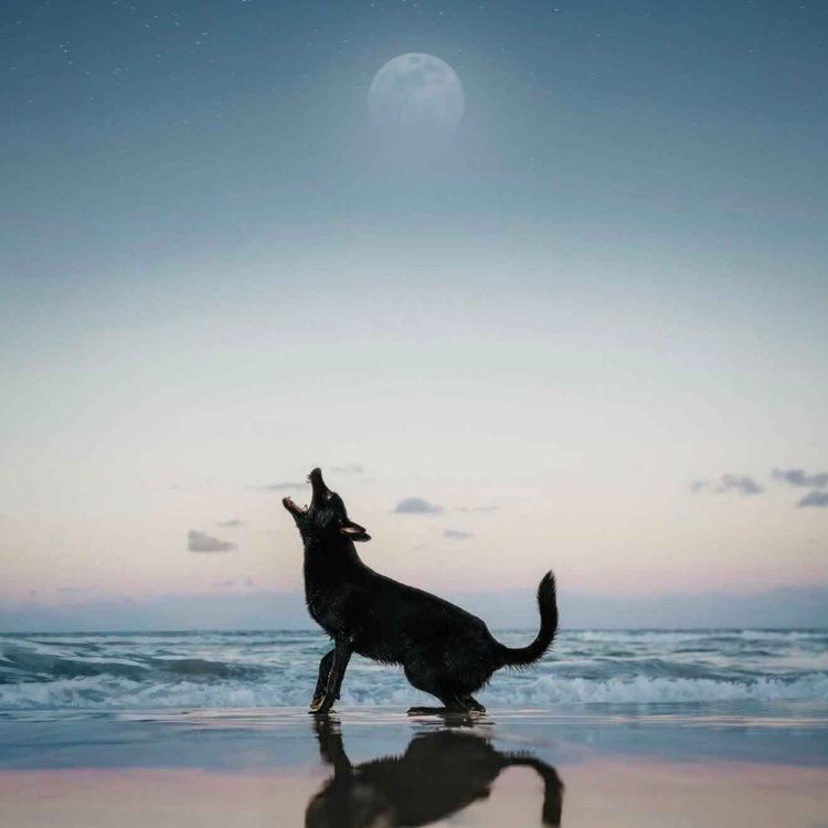 cover art for The Human and The Hell Hound 