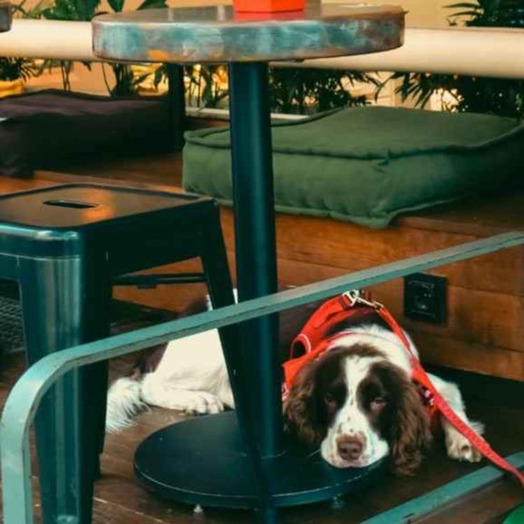 cover art for The Off Switch: Teaching Your Dog to Regulate and Do Nothing