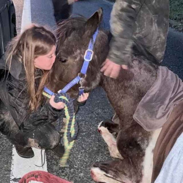 cover art for Aontu Politicians Call for End to Illegal Practice of Sulky Racing on Public Roads Following Death of Pregnant Horse - 10/02/2026