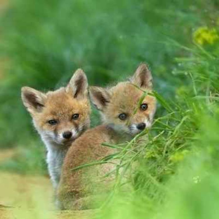 cover art for "Fox Hunting Makes People in Rural Ireland Look Like Savages”, Says Meath Farmer - 30/03/2026