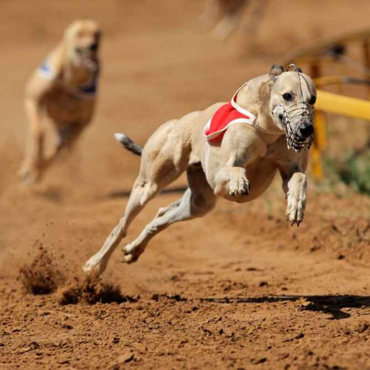 cover art for Greyhound Racing Could Not Survive in Ireland Without State Subsidy, Says Group Calling for End to Practice - 31/03/2026