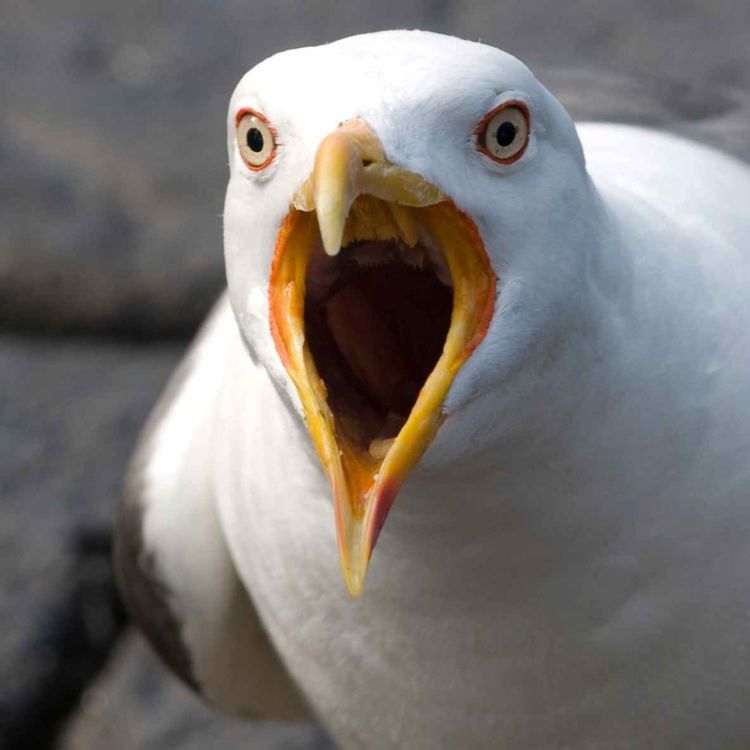 cover art for Louth Councillor Calls for Birds of Prey to be Used to Cull the Number of Seagulls - 22/04/2026