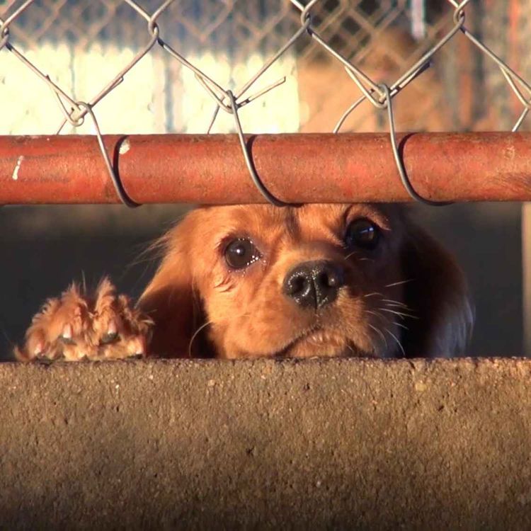 cover art for Puppy Farms Exposed: The Dark Side of Ireland’s Dog Industry - 27/04/2026