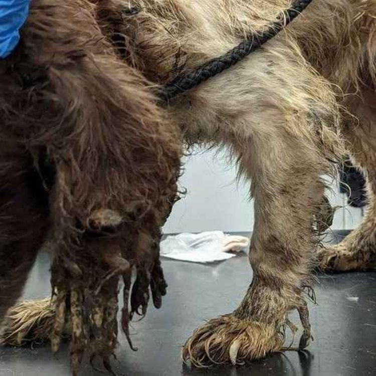 cover art for He poured boiling water over the family dog” - Sonas Calls for Irish Law Reform to Recognise Pet Abuse as a Form of Coercive Control