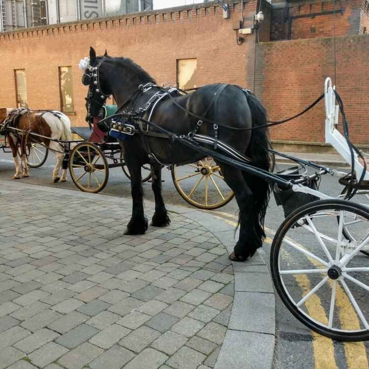 cover art for NSPCA Calls for Ban on Horse-Drawn Carriages - 14/05/2026