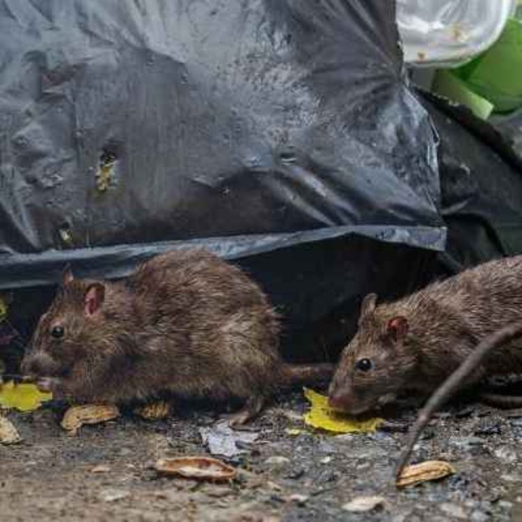 cover art for Concerns Raised Over Huge Increased Rat Activity in Drogheda -  22/05/2026