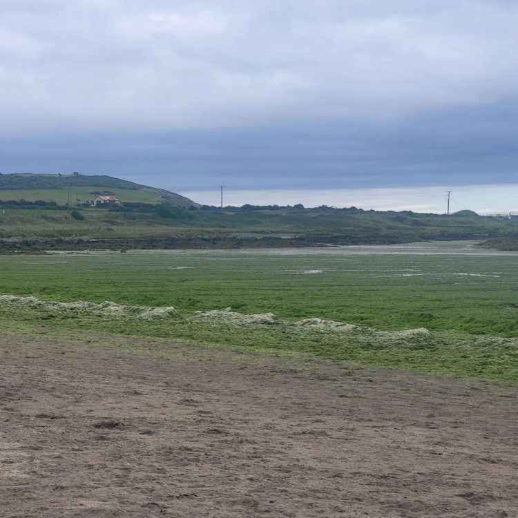 cover art for Louth Councillor Calls for Rotting Seaweed to be Tested Due to Possible Toxicitiy - 25/05/2026