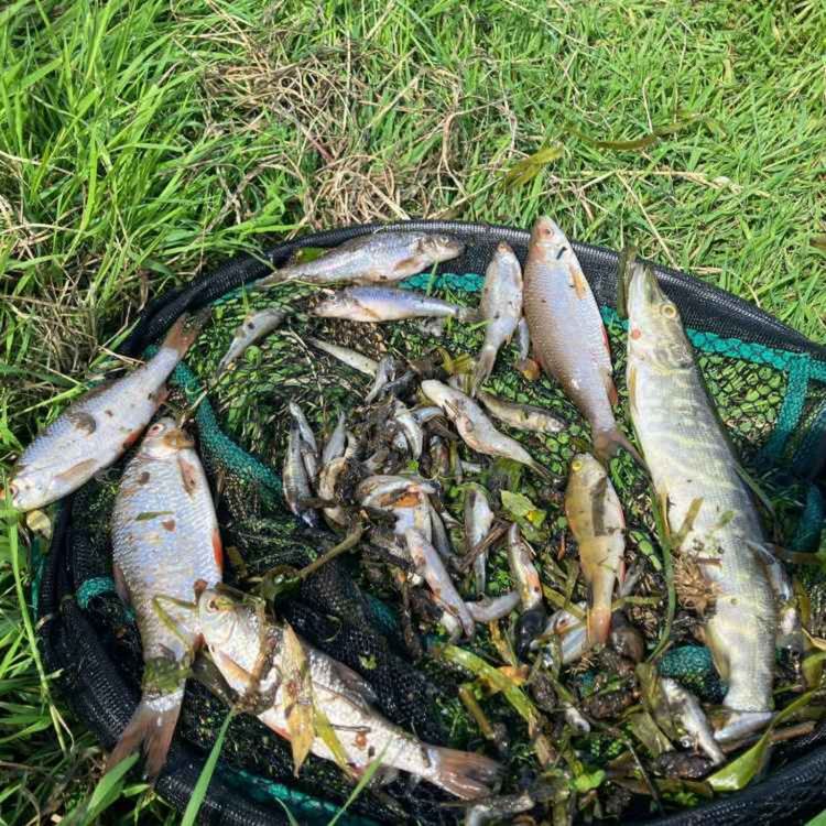 cover art for Investigation Underway Into "Significant Fish Kill" on River Glyde - 04/06/2026
