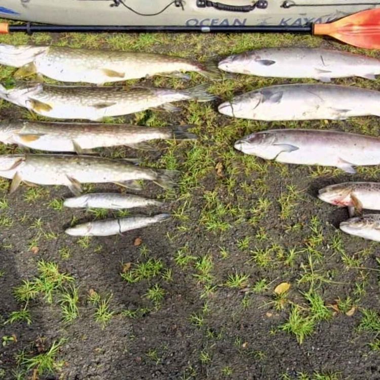cover art for Update: Devastation on River Glyde as Massive Fish Kill Leaves Over 20,000 Dead - 08/06/2026