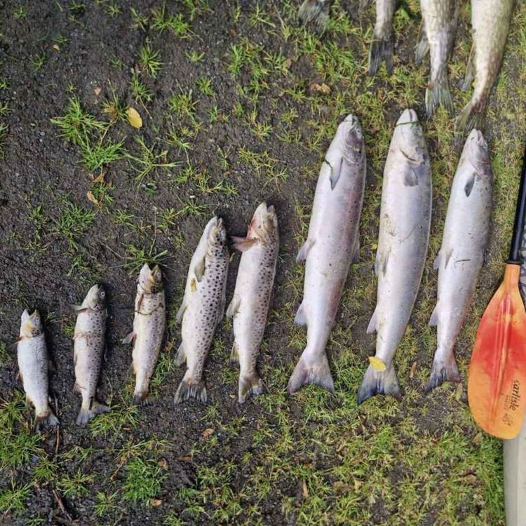 cover art for New Protocol for Responding to Major Fish-Kill Incidents Launched - 25/06/2026