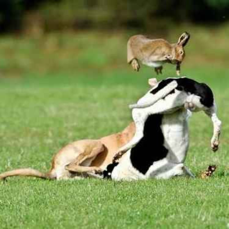 cover art for TD Ruth Coppinger Voices Anger as Overwhelming Majority of Dáil Vote Against Ban on Hare Coursing - 09/07/2026