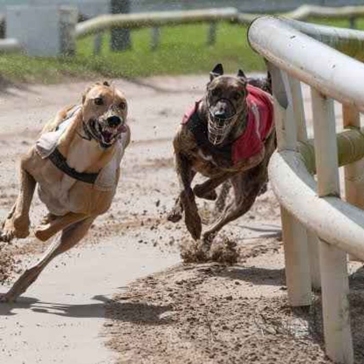 cover art for Shock as Thousands Of Greyhounds Dead Or Missing As Welfare Row Escalates - 22/07/2026