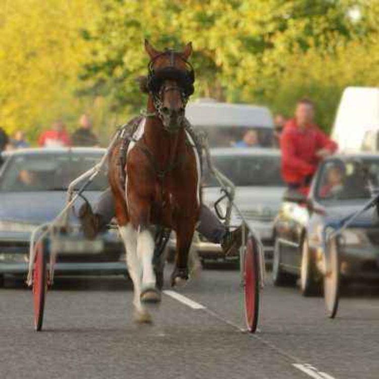 cover art for NSPCA Calls for Ban on Sulky Racing on Public Roads - 19/08/2026