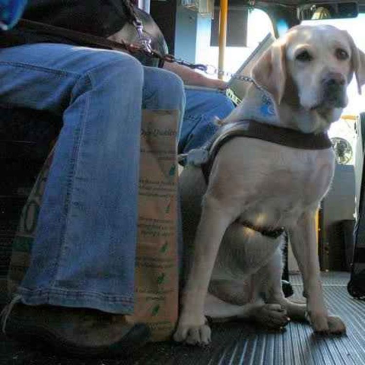 cover art for Call for Pets to Be Banned From Public Transport During Rush Hour - 05/10/2026