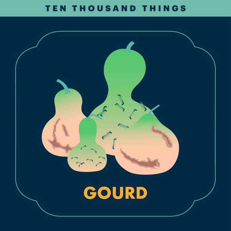 cover art for A Gourd
